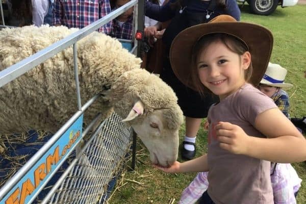 Holy spirit Catholic Primary School Kindergarten student feeding sheep at farm visit